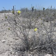 Baja2011 534 : Baja2011